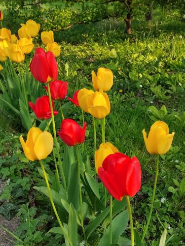 a group of red and yellow tulips in the grass at Entre Meuse et forêt in Revin