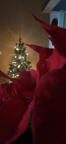 a christmas tree with lights in a room at B&B degli Allori in Moggiona