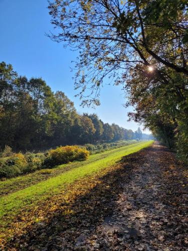 a dirt road in the middle of a field with trees at Leipziger Neuseenland Apartment in Markkleeberg