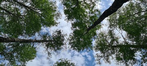 a group of trees looking up into the sky at Eco lodge mediterraneas in Caburgua