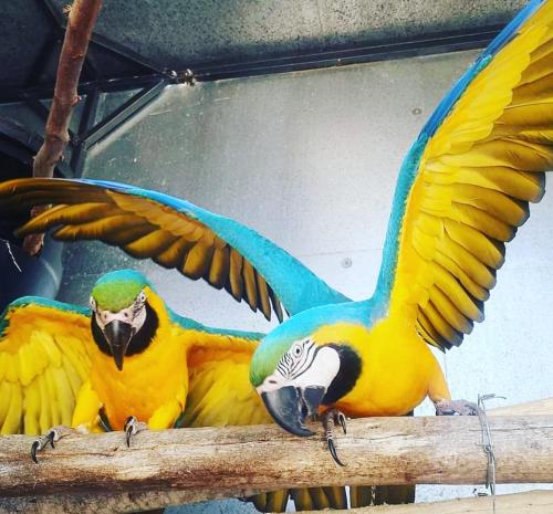 two colorful parrots sitting on a branch with their wings out at Phantom Croft Guest Lodge in Mossel Bay