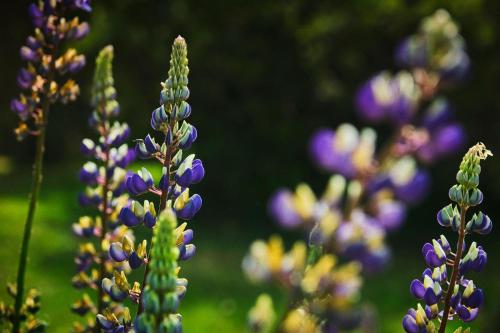 a group of purple flowers in a field at MA PU LODGE Futaleufu in Futaleufú