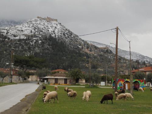 a herd of sheep grazing in the grass near a road at Byzantion Hotel in Mystras