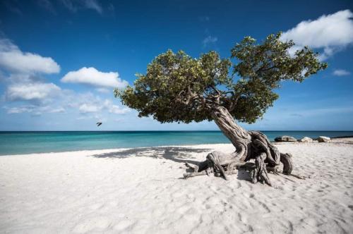 a tree growing out of the sand on a beach at Casita Amarilla in Santa Cruz