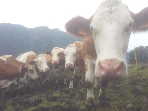 a group of cows standing in a field at Agriturismo Stella Orobica in Albosaggia