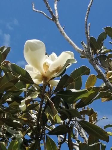a magnolia tree with a white flower at Gästehaus HelderbergView in Somerset West