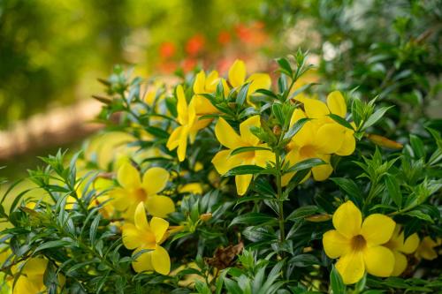 a bush of yellow flowers with green leaves at TOP VIEW RETREAT SELFCATERING in Anse a La Mouche