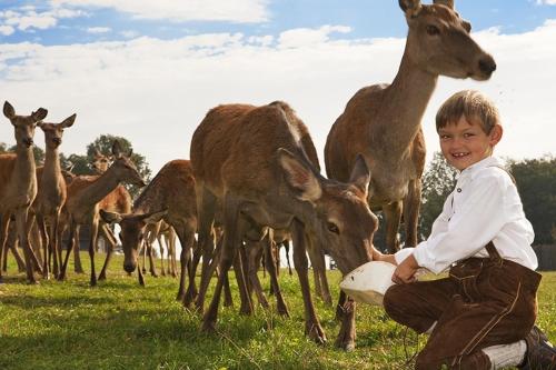a young boy holding a frisbee in front of some deer at Bauer & Wirt Langthaler in Emmersdorf an der Donau
