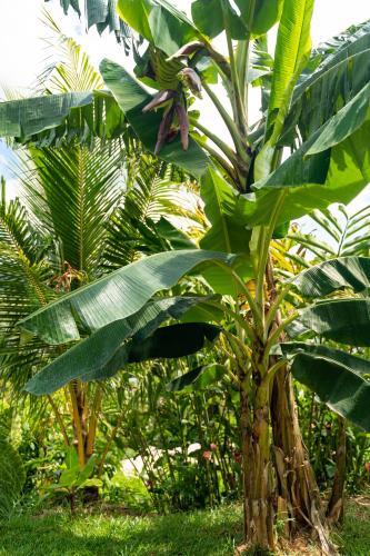 a banana tree with lots of green bananas on it at TOP VIEW RETREAT SELFCATERING in Anse a La Mouche