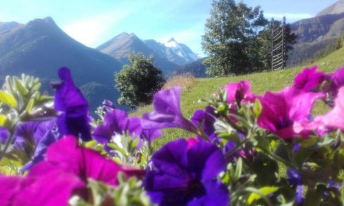 a field of purple flowers with mountains in the background at Ferienwohnung Hohe Wand in Heiligenblut