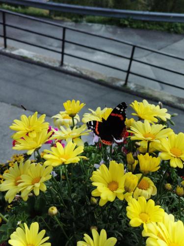 a butterfly sitting on top of yellow flowers at Ferienwohnung Hohe Wand in Heiligenblut