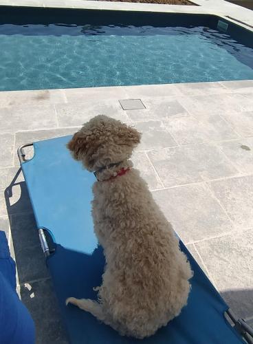 a dog sitting on a mat next to a swimming pool at Cascina Formighezzo in Arquata Scrivia