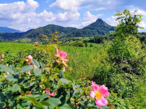a field of flowers with mountains in the background at Etno kuca Ostrvica 2 in Varnice