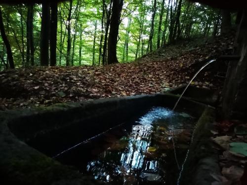 a pond in the woods with a hose at Etno kuca Ostrvica 2 in Varnice