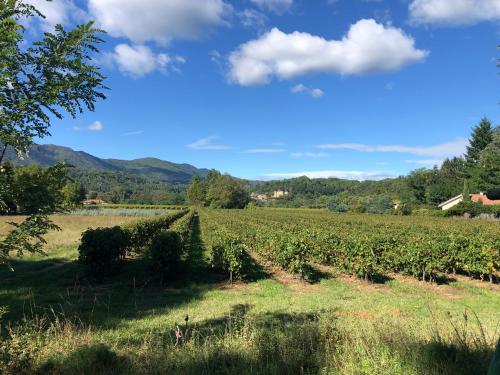 um campo de videiras com montanhas ao fundo em Terres de France - Le Domaine des Vans em Chambonas