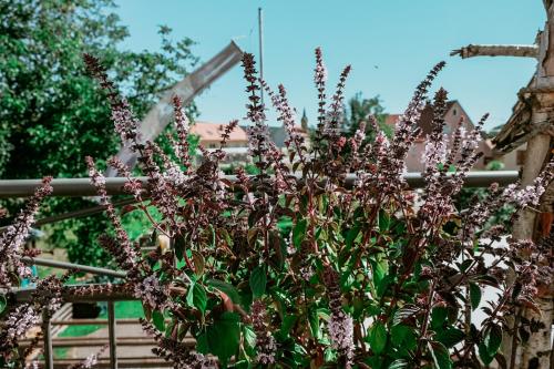 a plant with purple flowers in front of a fence at Bayerischer Hof Spalt in Spalt