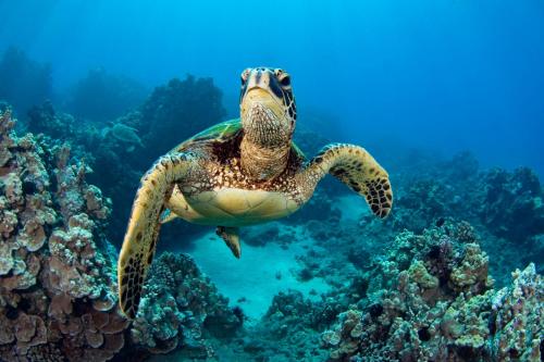 una tortuga marina verde nadando sobre un arrecife de coral en Kas Lagoen Blou (Ocean Breeze 13) en Kralendijk