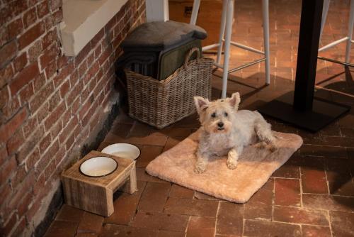 a dog sitting on a rug next to a fireplace at Das Anni's in Wangerland