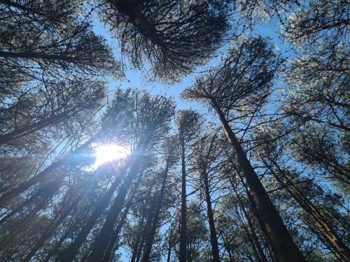 a forest with the sun shining through the trees at Montanha Home in Monte Verde