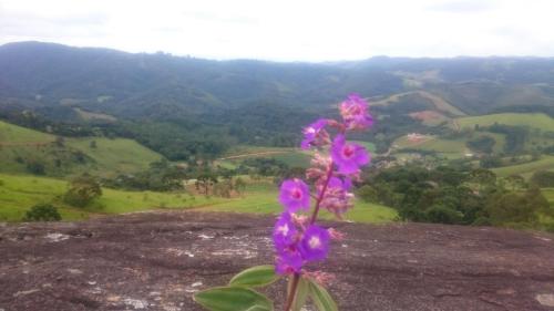 a purple flower sitting on top of a mountain at Montanha Home in Monte Verde