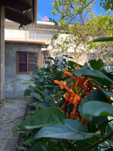 Taman di luar Casa Qatzij - Guest House, Lake Atitlan