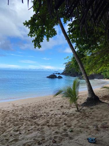 a beach with a palm tree and the ocean at Villa Principe in Santo António