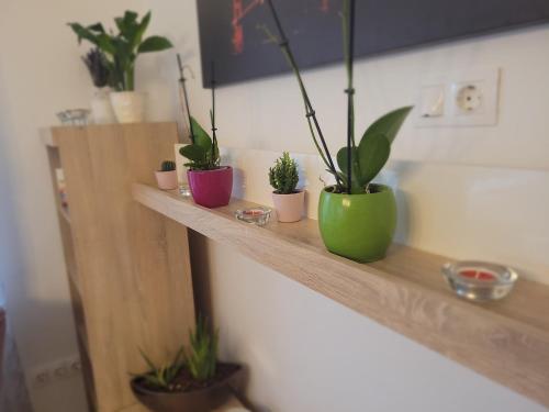 a wooden shelf with potted plants on it at Rosé Apartment in Pécs