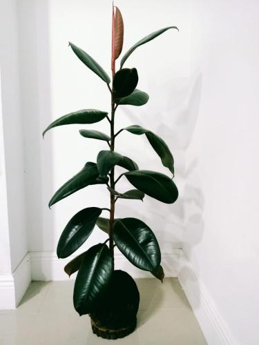 a plant in a black pot sitting on a floor at Departamento Los Canelos, a metros de Avenida Las Industrias- Incluye, NETFLIX DirecTV aire acondicionado, Internet in Los Ángeles