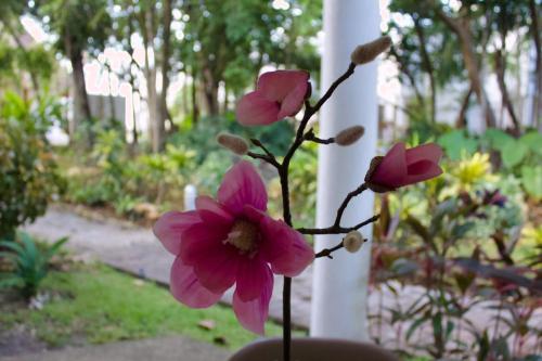eine Gruppe rosa Blumen in einer Vase in der Unterkunft Residencial Bali Casa Mariposa in Playa del Carmen