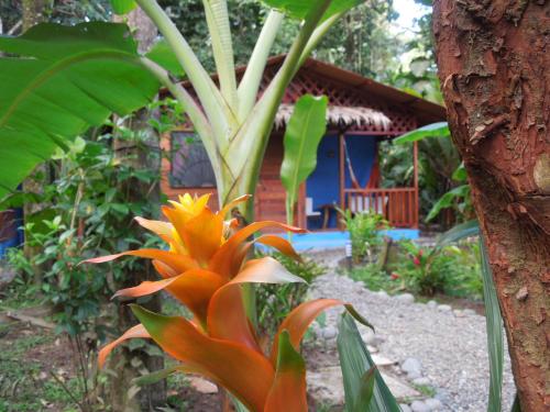 Κήπος έξω από το Casitas Las Flores