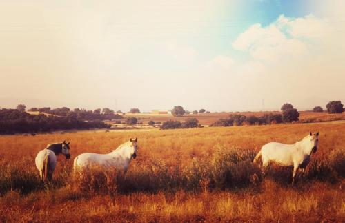 three horses standing in a field of tall grass at Spa Complejo Rural Las Abiertas in San Bartolomé de las Abiertas