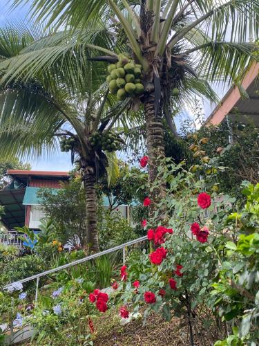 a palm tree with a bunch of fruit on it at Villa Garita Inn in La Garita