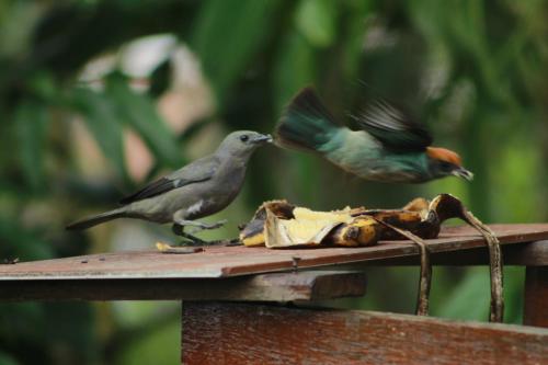 deux oiseaux debout sur une table mangeant de la nourriture dans l'établissement Eco Hostal casa la juana, à Medellín
