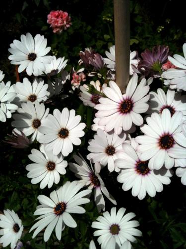 a bunch of white flowers are clustered together at La Casa di Ulisse B&B in Quercianella