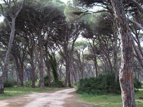 a dirt road through a forest of trees at Rena's House in Kalogria