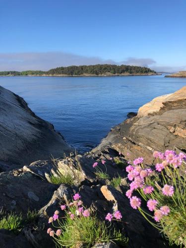 a group of pink flowers on rocks near the water at Kristiansand Feriesenter in Kristiansand