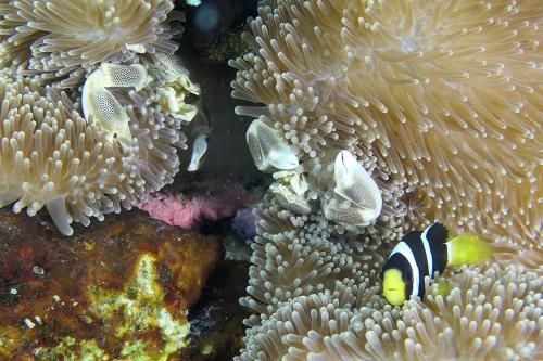a couple of clown fish in anemones sidx at Malas Island View in Fulidhoo