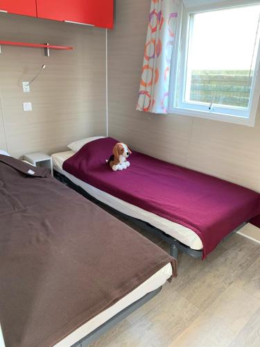 un chien assis sur un lit dans une pièce dans l'établissement Camping Duguesclin, à Saint-Coulomb