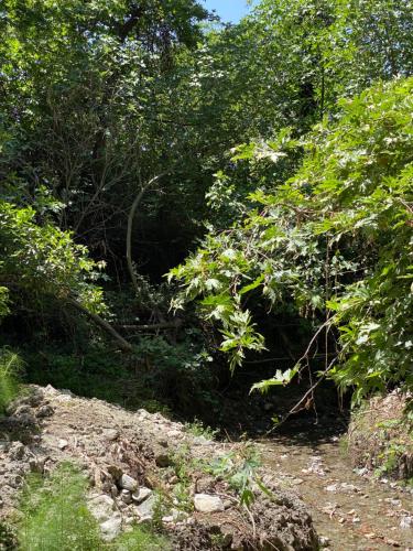 a dirt road in the middle of a forest at Costas Inn in Spílion