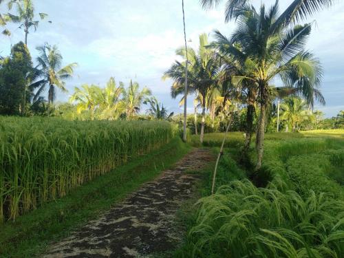 a dirt road next to a field with palm trees at D'Ume Bendoel Homestay in Jatiluwih