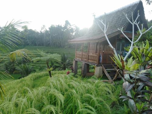a house in the middle of a rice field at D'Ume Bendoel Homestay in Jatiluwih