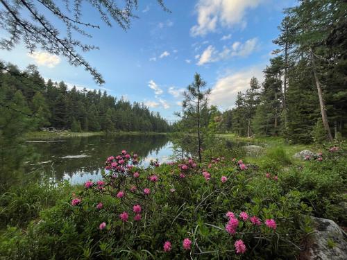 a view of a lake with pink flowers at Chesa Munteratsch 1 1 2-Zimmerwohnung 209 Typ D in Silvaplana