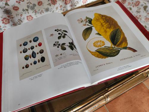 two pages of an open book with drawings of fruit at VILLA VICINUS - 120 mq - parking - garden in Vietri sul Mare