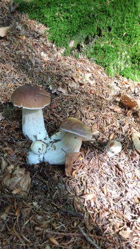 a group of mushrooms sitting on the ground at Romantiche Orobie B&B in Bordogna