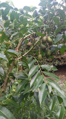 a bunch of green fruit growing on a tree at Cozy vacation retreat with free parking in Roseau
