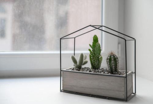 a glass container with cactuses in it next to a window at Appartement Spa - Jacuzzi privatif - Fer Rêver 63 in Thiers