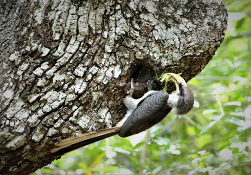 a bird perched on the side of a tree at Nirvaan Safari Lodge in Wilpattu