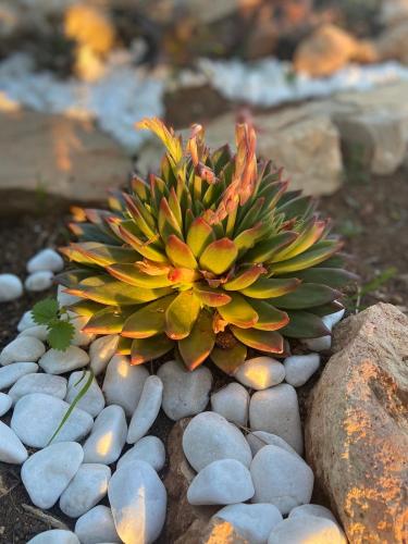 a small plant sitting on a pile of rocks at Finca Sa Canova Agroturismo in Campos