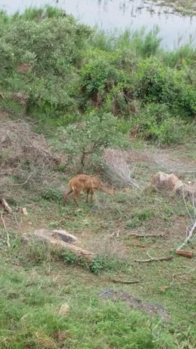 a gazelle walking in a field of grass at Hennie's Rest in Malelane