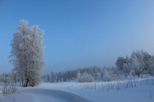 un champ enneigé avec un arbre au premier plan dans l'établissement Viisi Leipää, 